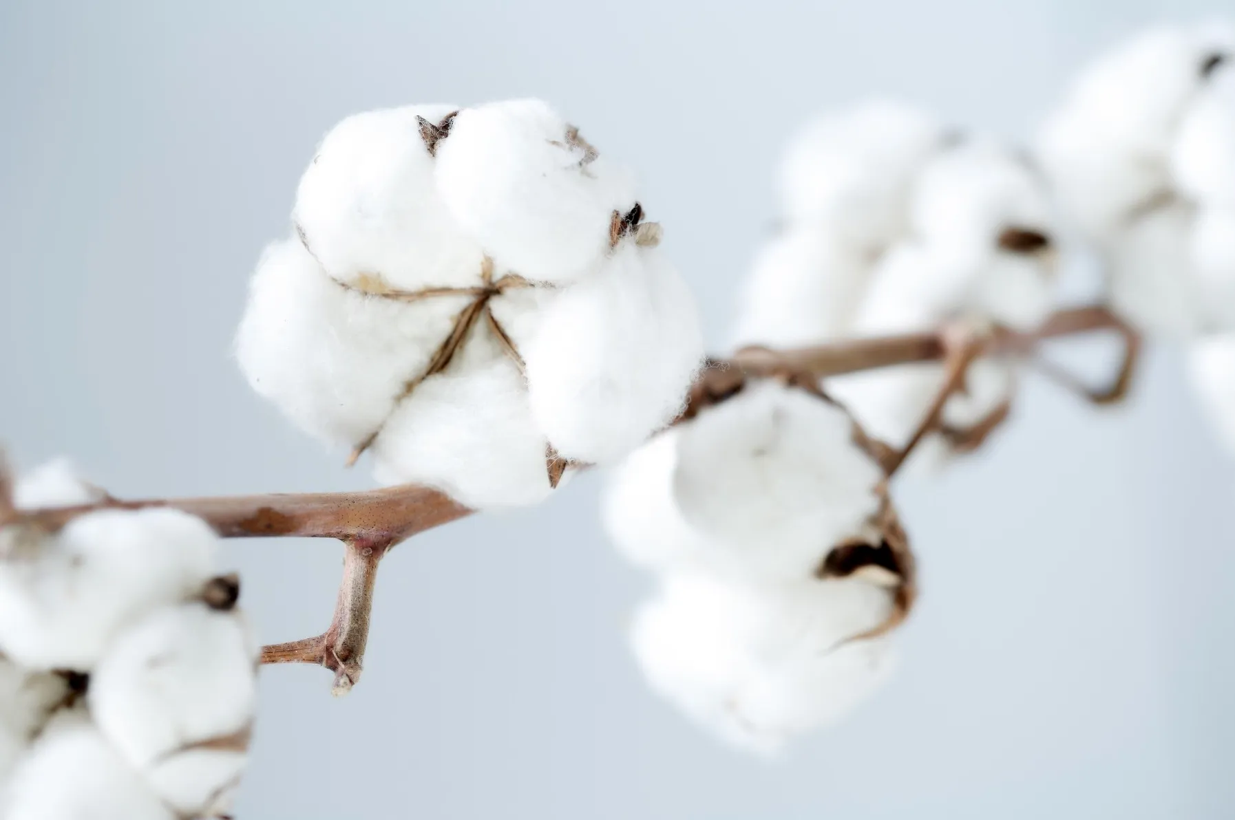 Branche de coton